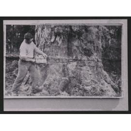 Logging at Ngaroma