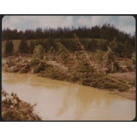 Trees down after flood