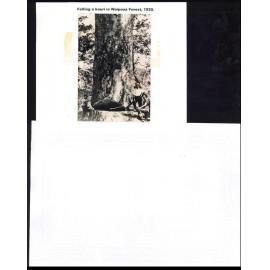 Felling a Kauri