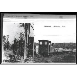 Logging at Puketi and Waipapa