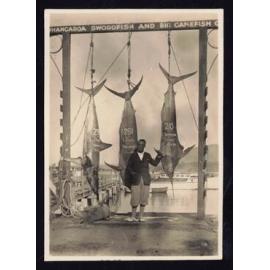 Whangaroa  Swordfish and Big Game Fishing