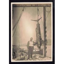 Whangaroa  Swordfish and Big Game Fishing