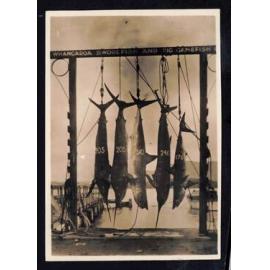 Whangaroa  Swordfish and Big Game Fishing