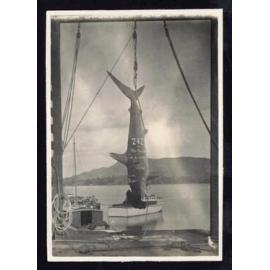 Whangaroa  Swordfish and Big Game Fishing