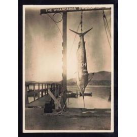 Whangaroa  Swordfish and Big Game Fishing