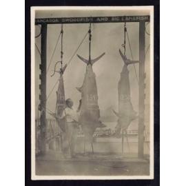 Whangaroa  Swordfish and Big Game Fishing