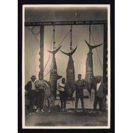 Whangaroa  Swordfish and Big Game Fishing
