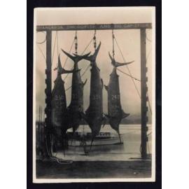 Whangaroa  Swordfish and Big Game Fishing