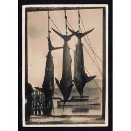 Whangaroa  Swordfish and Big Game Fishing