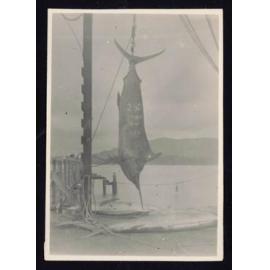 Whangaroa  Swordfish and Big Game Fishing