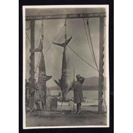Whangaroa  Swordfish and Big Game Fishing