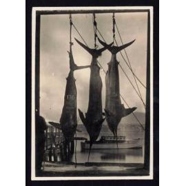 Whangaroa  Swordfish and Big Game Fishing