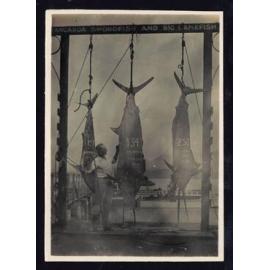 Whangaroa  Swordfish and Big Game Fishing