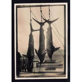 Whangaroa  Swordfish and Big Game Fishing
