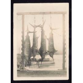 Whangaroa  Swordfish and Big Game Fishing