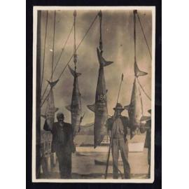 Whangaroa  Swordfish and Big Game Fishing