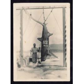 Whangaroa  Swordfish and Big Game Fishing