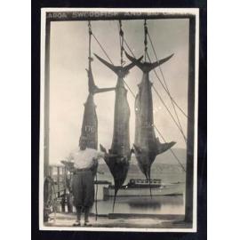 Whangaroa  Swordfish and Big Game Fishing