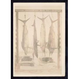 Whangaroa  Swordfish and Big Game Fishing