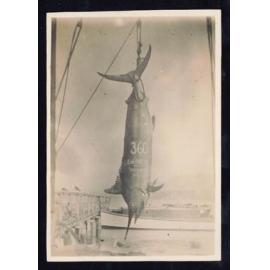 Whangaroa  Swordfish and Big Game Fishing