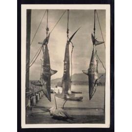 Whangaroa  Swordfish and Big Game Fishing