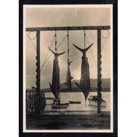 Whangaroa  Swordfish and Big Game Fishing