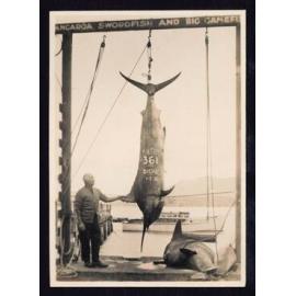 Whangaroa  Swordfish and Big Game Fishing