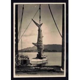Whangaroa  Swordfish and Big Game Fishing
