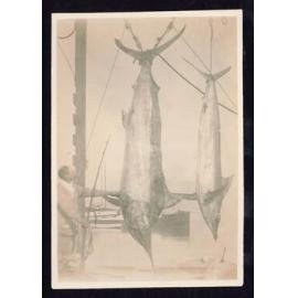 Whangaroa  Swordfish and Big Game Fishing