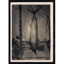 Whangaroa  Swordfish and Big Game Fishing