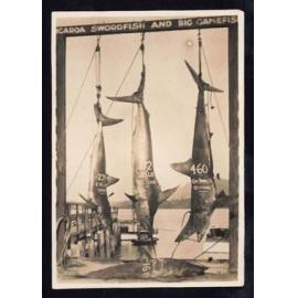 Whangaroa  Swordfish and Big Game Fishing