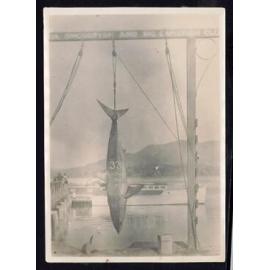 Whangaroa  Swordfish and Big Game Fishing