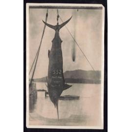 Whangaroa  Swordfish and Big Game Fishing