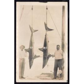 Whangaroa  Swordfish and Big Game Fishing