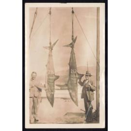 Whangaroa  Swordfish and Big Game Fishing