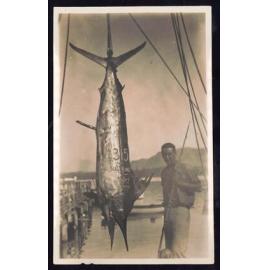 Whangaroa  Swordfish and Big Game Fishing