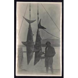 Whangaroa  Swordfish and Big Game Fishing