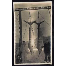 Whangaroa  Swordfish and Big Game Fishing