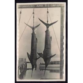 Whangaroa  Swordfish and Big Game Fishing