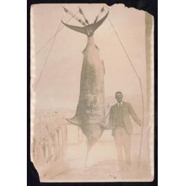 Whangaroa  Swordfish and Big Game Fishing
