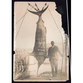 Whangaroa  Swordfish and Big Game Fishing