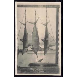 Whangaroa  Swordfish and Big Game Fishing