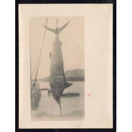 Whangaroa  Swordfish and Big Game Fishing