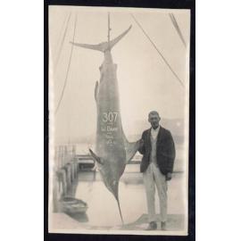 Whangaroa  Swordfish and Big Game Fishing