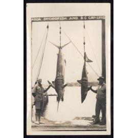 Whangaroa  Swordfish and Big Game Fishing