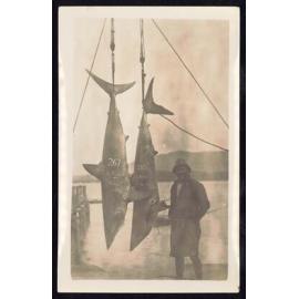 Whangaroa  Swordfish and Big Game Fishing
