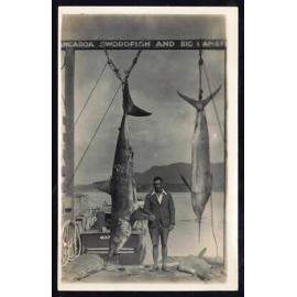 Whangaroa  Swordfish and Big Game Fishing