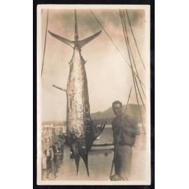 Whangaroa  Swordfish and Big Game Fishing