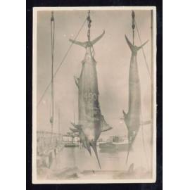Whangaroa  Swordfish and Big Game Fishing