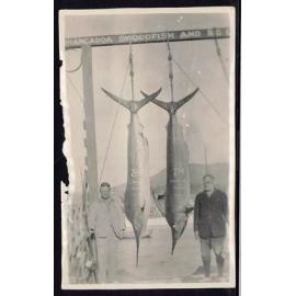 Whangaroa  Swordfish and Big Game Fishing